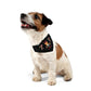 Christmas Pet Bandana Collar On Medium Sized Dog - Santaland